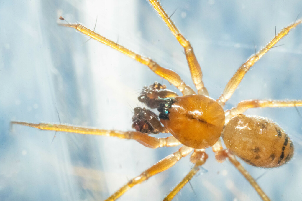 Zebra Thin Sheetweaver