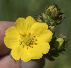 Potentilla gracilis fastigiata