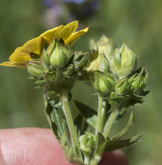 Potentilla gracilis fastigiata