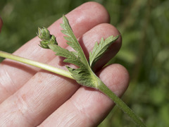 Potentilla gracilis fastigiata