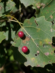 Harmandiola tremulae