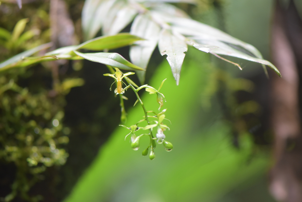 Epidendrum macbridei C.Schweinf.
