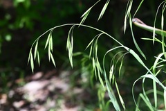 Bromus anomalus