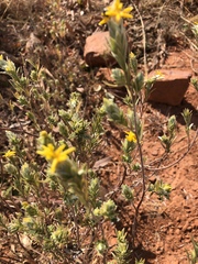 Lasiosiphon canoargenteus