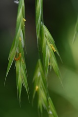 Bromus anomalus