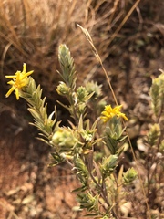 Lasiosiphon canoargenteus