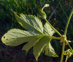 Humulus lupulus