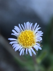 Erigeron nivalis