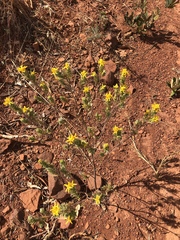 Lasiosiphon canoargenteus