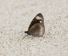Euploea algea