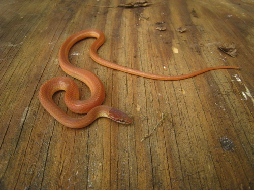 Pine Woods Littersnake