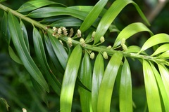 Podocarpus matudae
