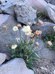 Erigeron nivalis