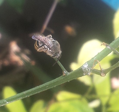 Anthophora marginata