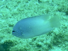 Muddy Damsel photo 4