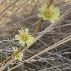 Lactuca saligna