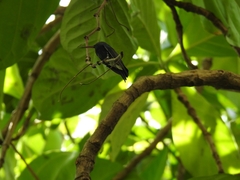 Trochilidae