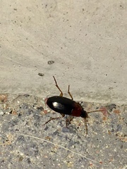 Calathus melanocephalus