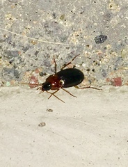 Calathus melanocephalus