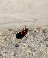 Calathus melanocephalus