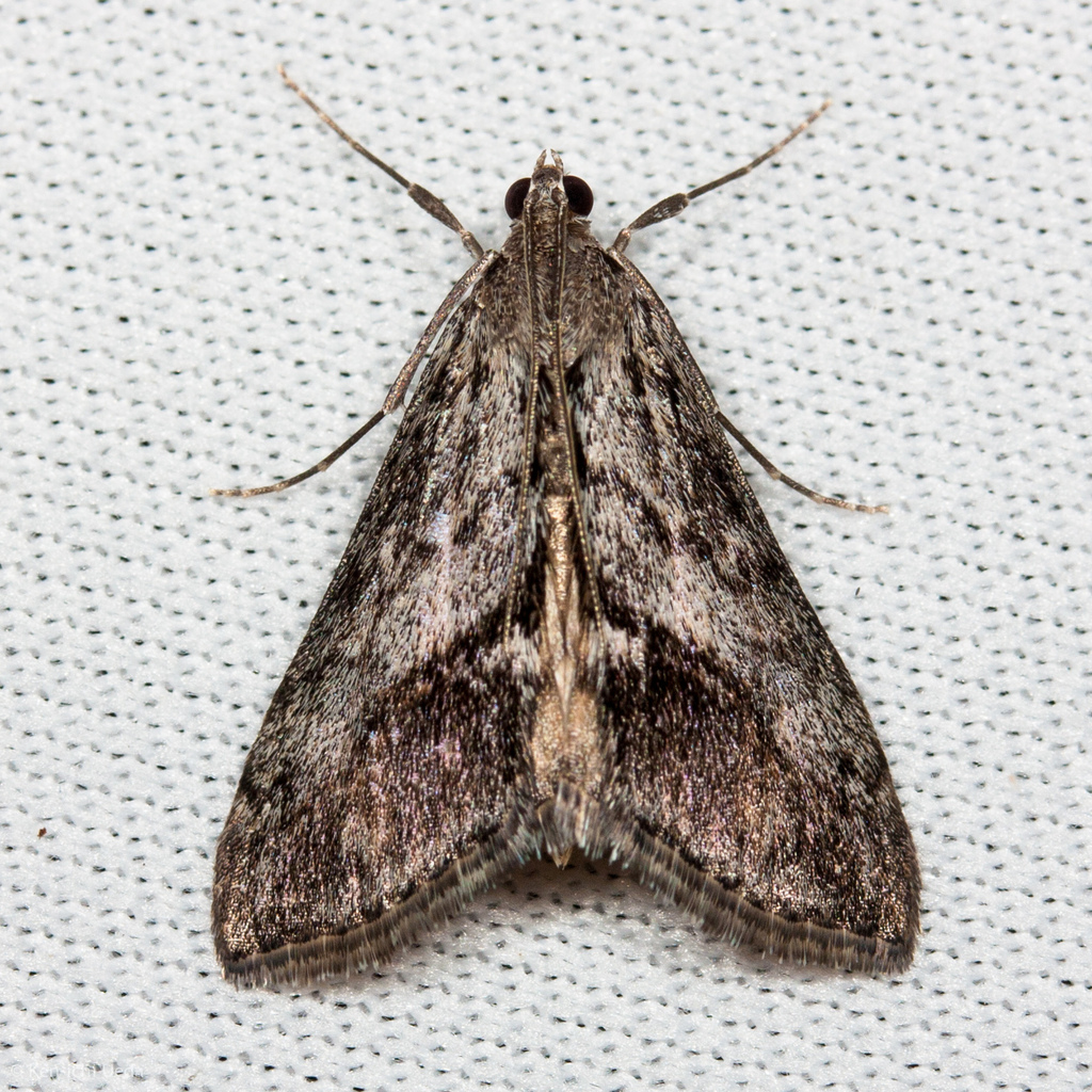 Brown-patched Evergestis