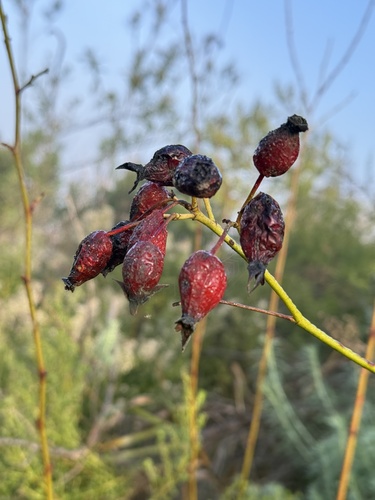 iNaturalist observation photo of California Wild Rose