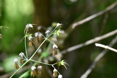 Thalictrum guatemalense