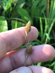 Carex alata
