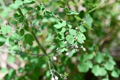 Thalictrum guatemalense