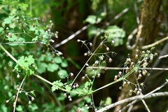 Thalictrum guatemalense