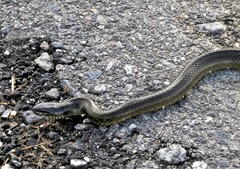 Erythrolamprus cobella