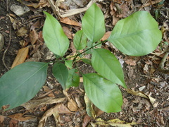 Platymiscium dimorphandrum