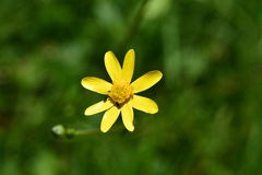 Ranunculus petiolaris