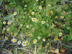 Perityle microglossa