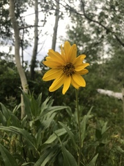 Wyethia amplexicaulis