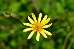 Ranunculus petiolaris