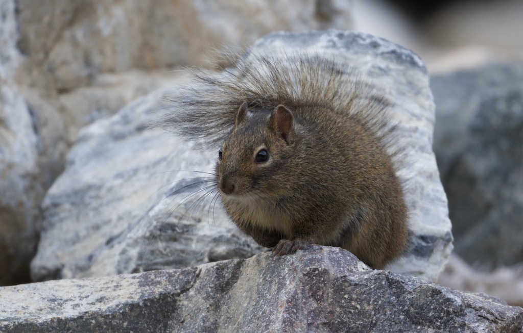 Pere David's Rock Squirrel