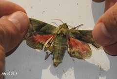 Callambulyx tatarinovii