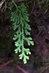 Selaginella eurynota