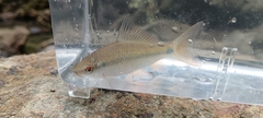 Smallhead Bonylip Barb photo 2