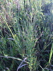 Epilobium strictum