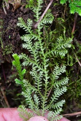 Selaginella eurynota