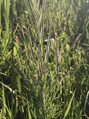 Epilobium strictum