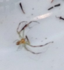 Misumessus oblongus