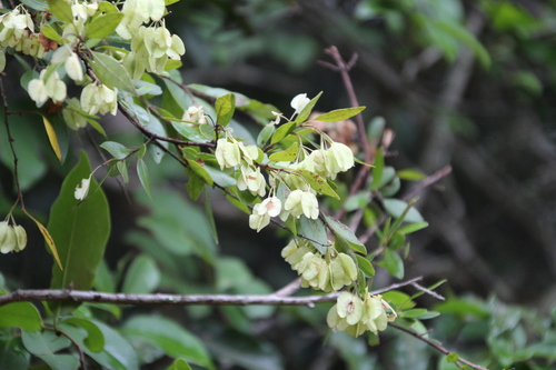 Image of Terminalia myrtifolia by no rights reserved