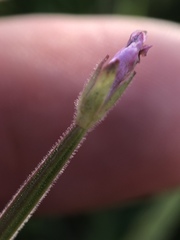 Epilobium strictum