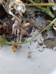 Misumessus oblongus