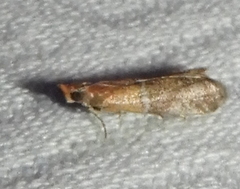 Moodna pallidostrinella