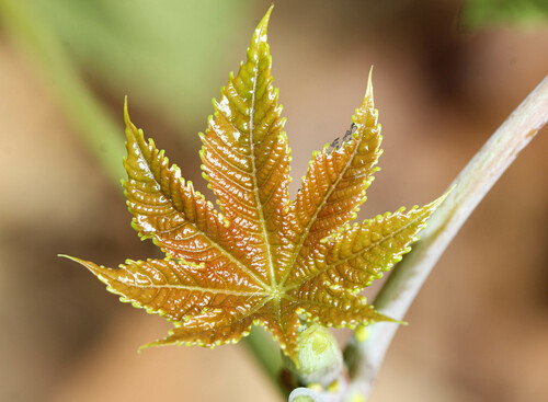 Ricinus communis