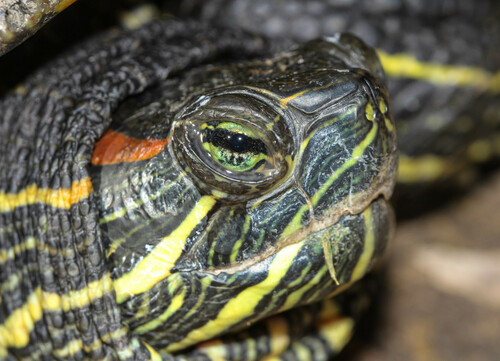 Photo by Thorny Toad Photography